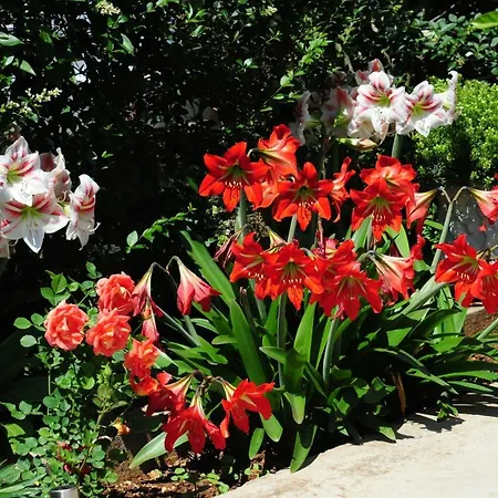 Lucija Appartement *